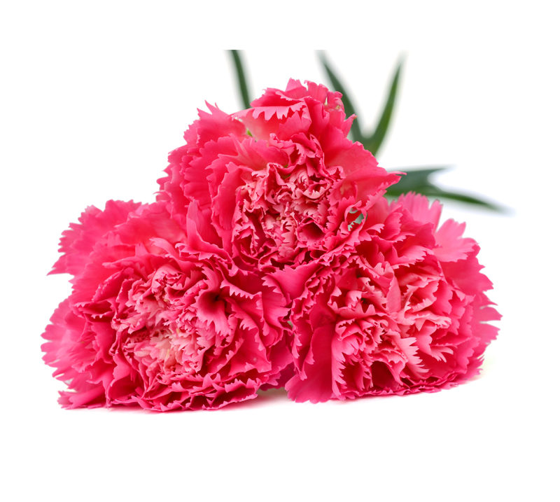 Carnations 25 stems