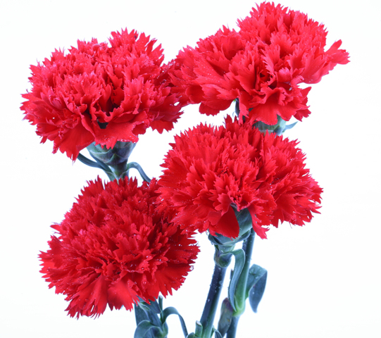 Carnations