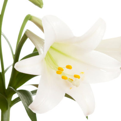 Easter Lily