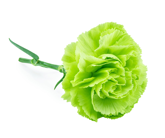 Green Carnations