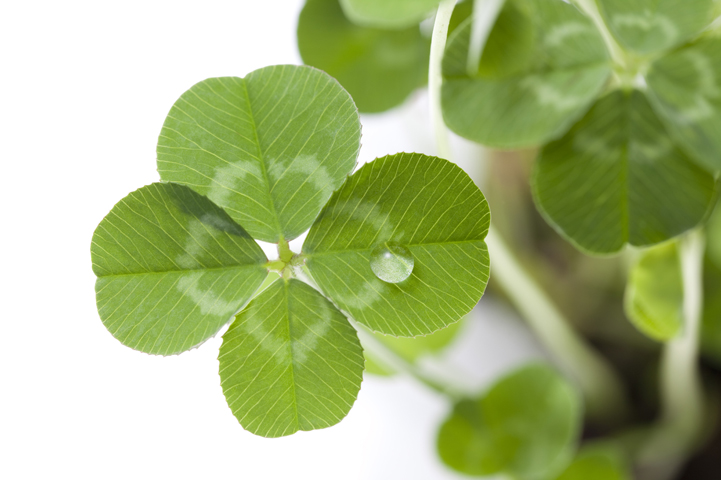 Shamrock Plant 4