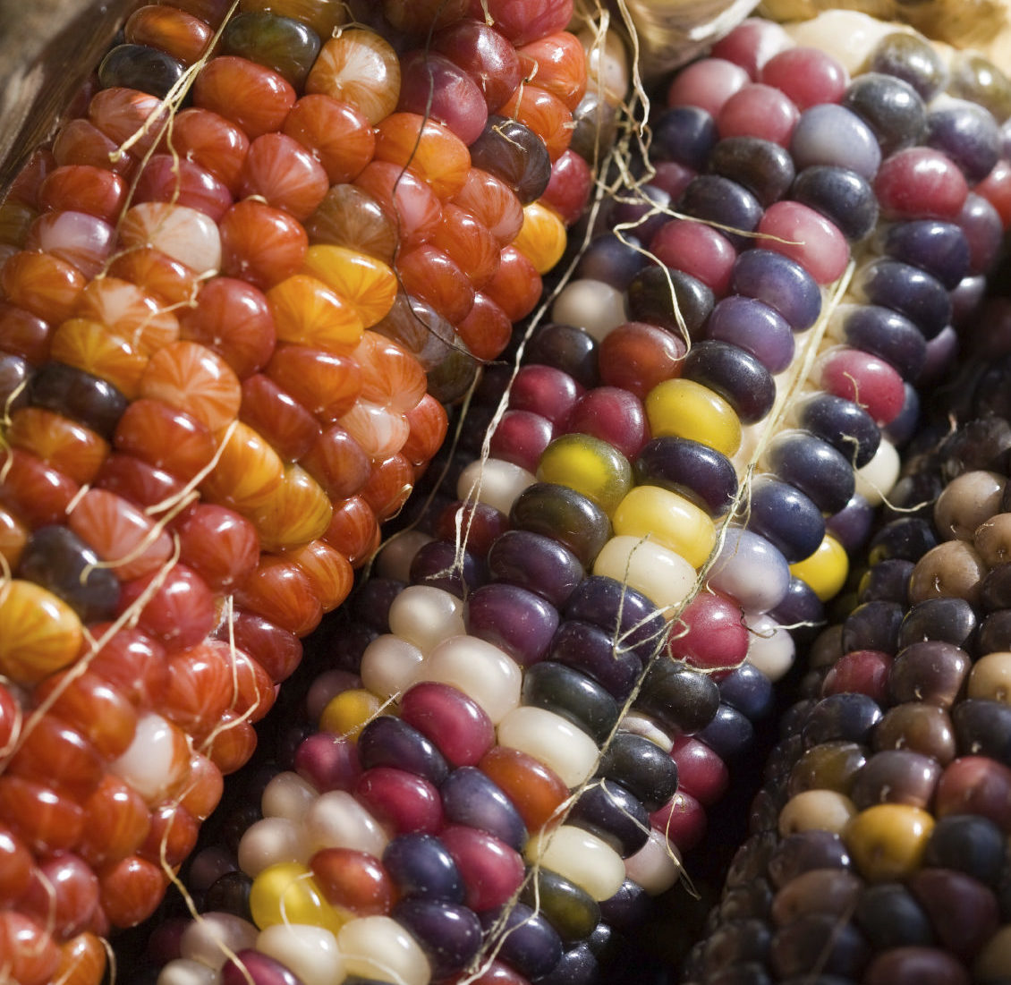 Local Indian Dried Corn