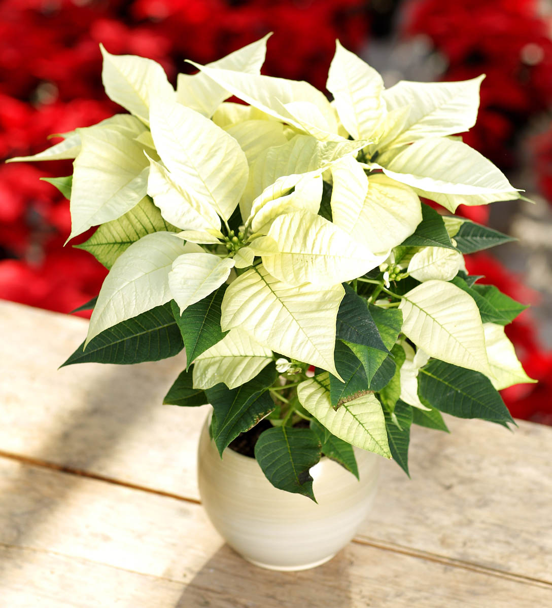 Poinsettias