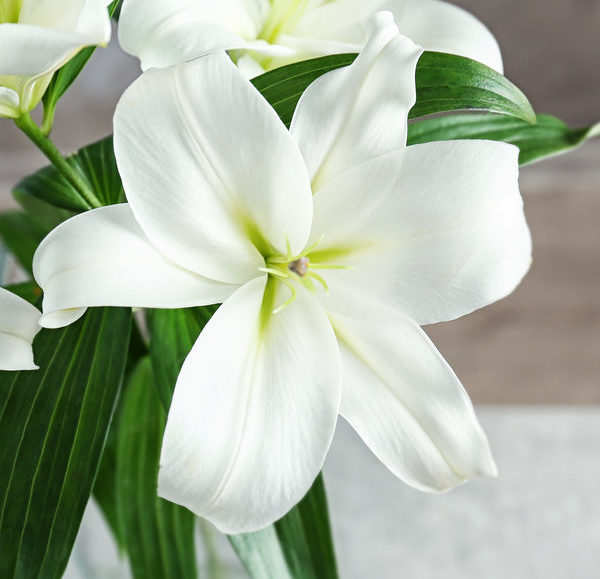 Easter Lilies