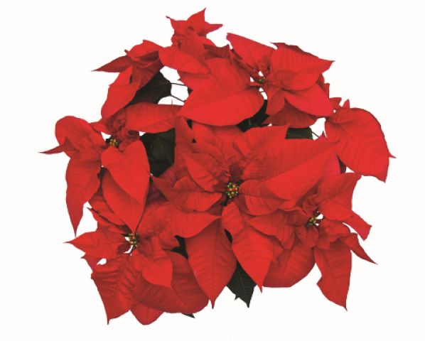 Poinsettias